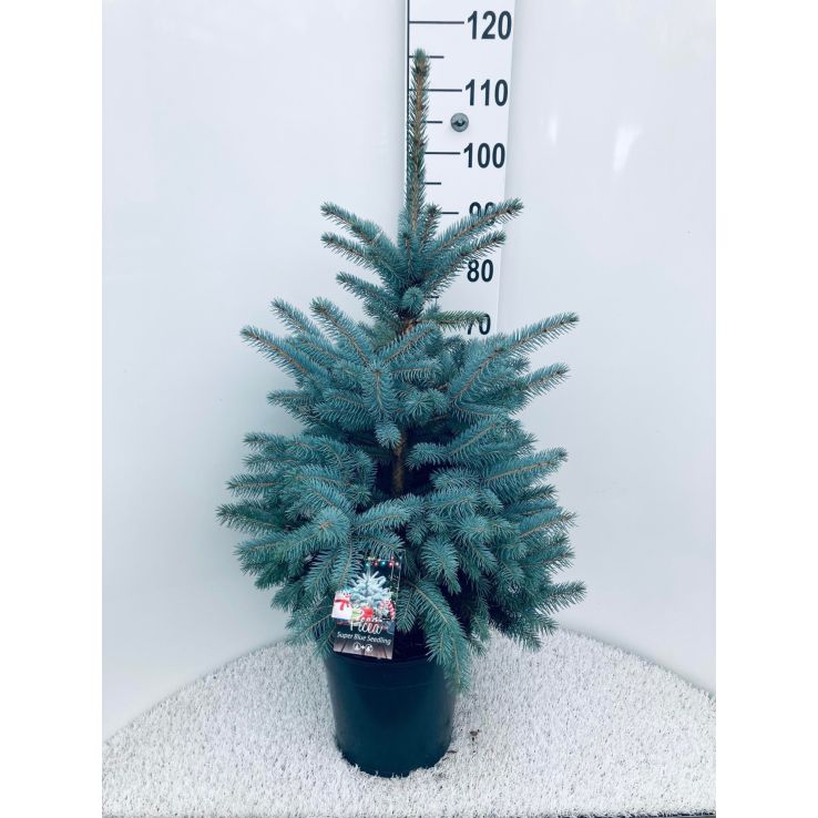 Luxury Fresh Christmas Tree (Picea pungens glauca) - Large 90