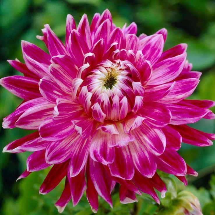 Dahlia Vancouver main product photo