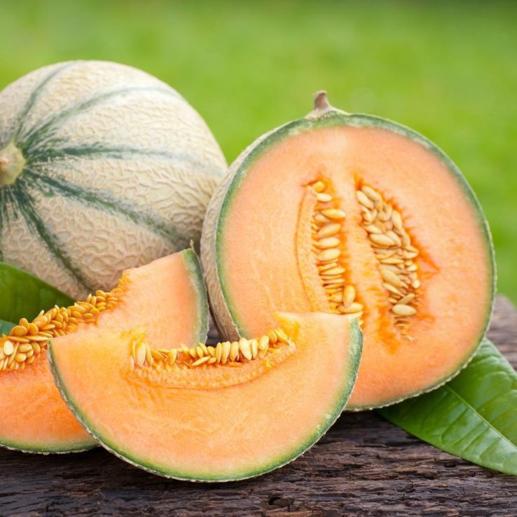 Melon Plant 'Malaga' main product photo