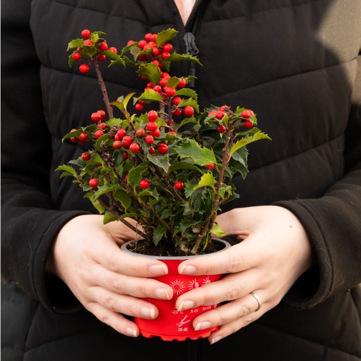Festive Holly Plant - Full of Berries - Ilex meserveae 'Blue Princess' main product photo