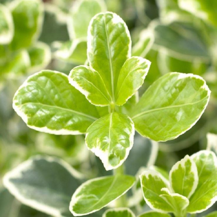 Euonymus japonicus Kathy - Young Plant main product photo