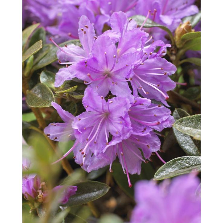rhododendron roseum pink Roseum Pink Rhododendron main image 1