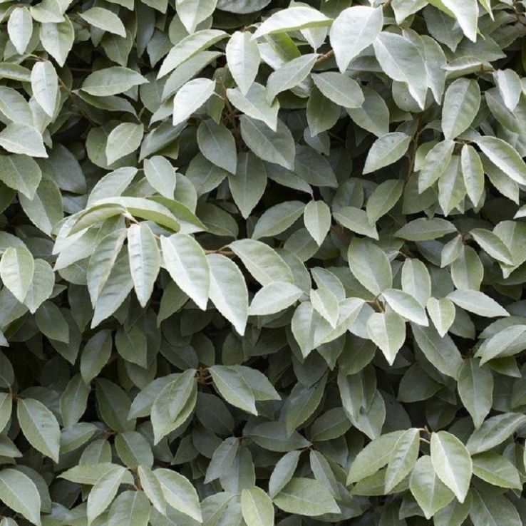 Elaeagnus ebbingei compacta main product photo