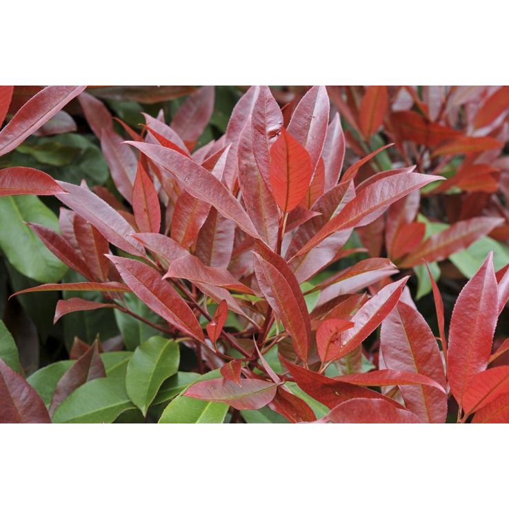 Photinia Robusta - LARGE Evergreen Red Robin Shrub Specimen - circa 150cm