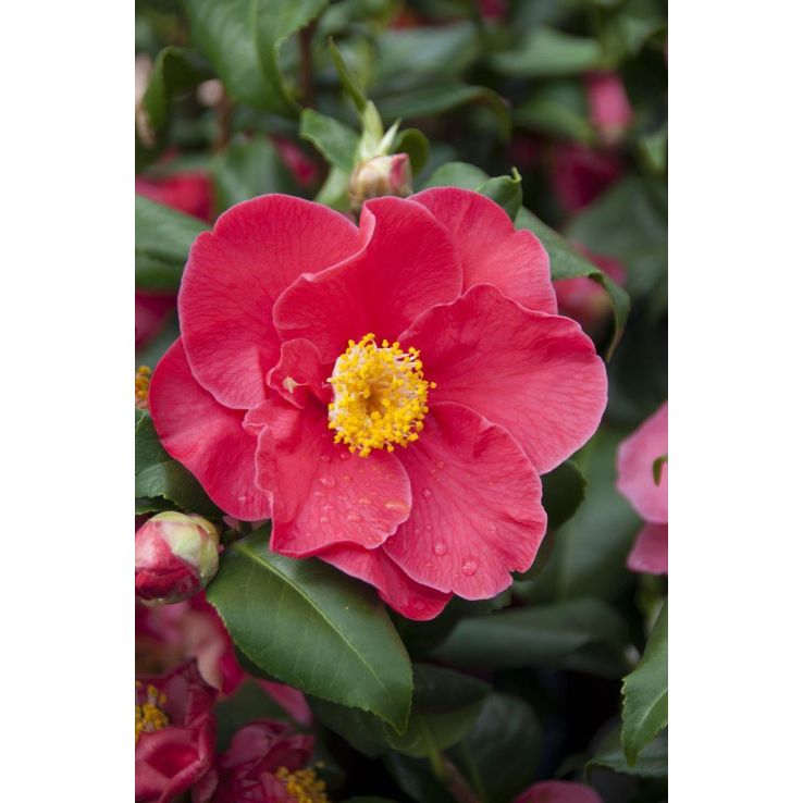 Camellia japonica Dr King - Semi-Double Red Camellia - LARGE Specimen