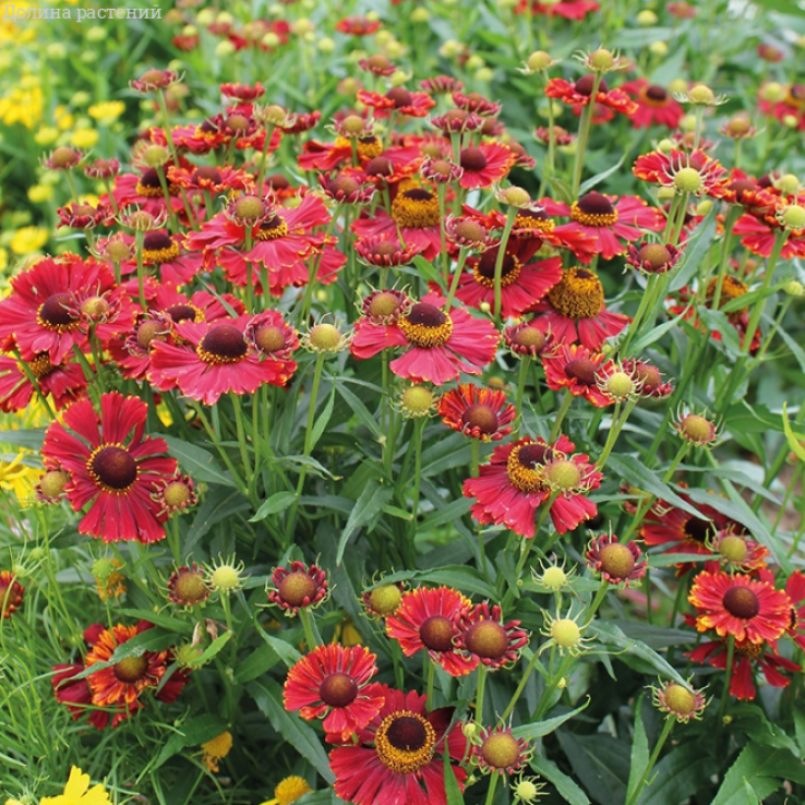 Helenium 'Helena Red' main product photo