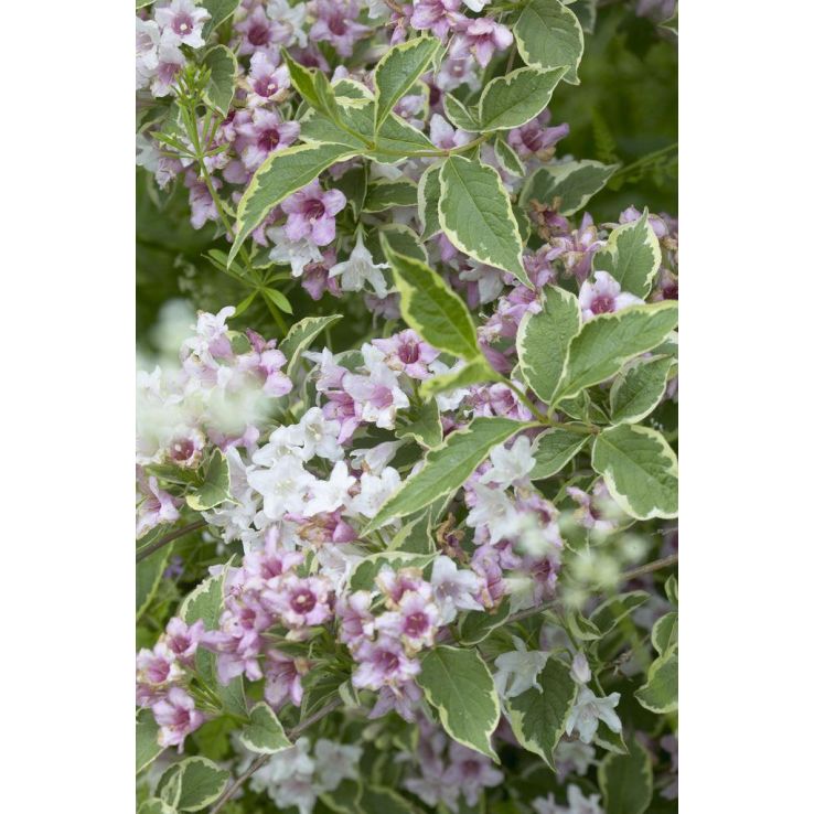 Weigela 'Florida variegata'