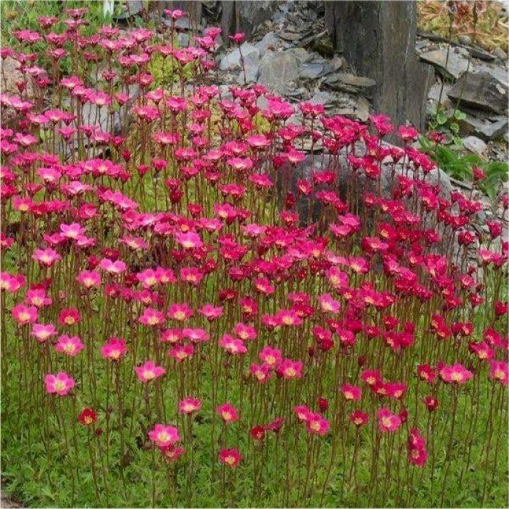 Saxifraga Mossy RED - Cushion Saxifrage Plants main product photo