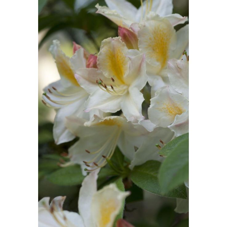 Azalea mollis Daviesii - Deciduous Knaphill Rhododendron