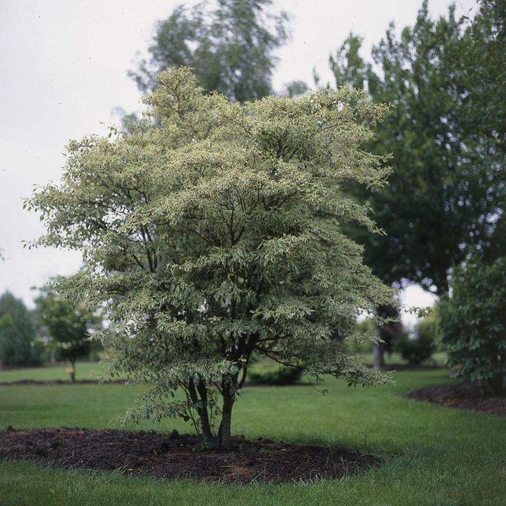 Cornus alternifolia argentea - Pagoda or Wedding Cake Tree - LARGE SPECIMEN