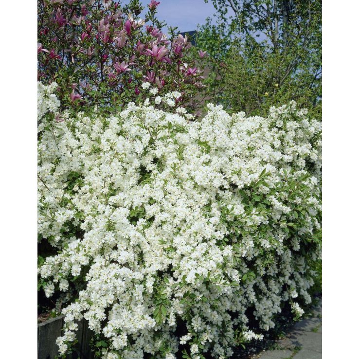 Exochorda Niagara - Pearl Bush