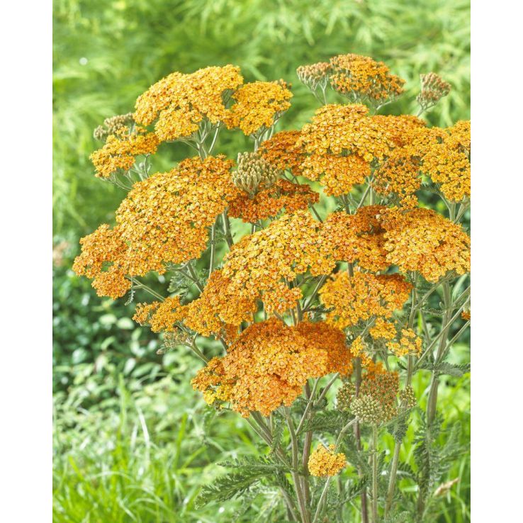 Achillea millefolium Terracotta - Yarrow