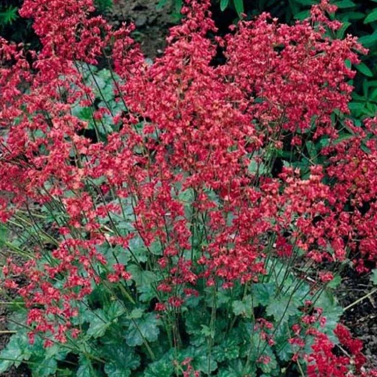 Heuchera sanguinea 'Coral Forest' main product photo