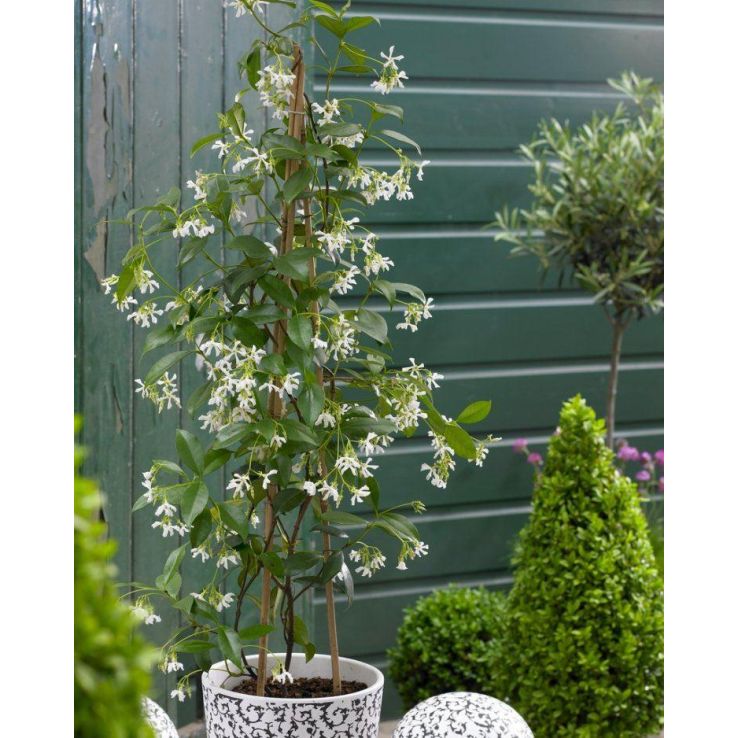 thumbnail image 2 of 50 Pcs Fragrant Jasmine Seeds Climbing Variety 2 of 10