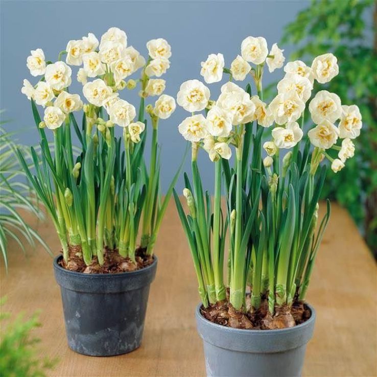 Narcissus Bridal Crown - Fragrant Double Flowering Daffodils - Pack of 8 main product photo
