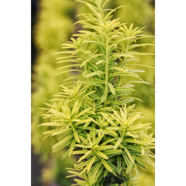 thuja im blumenkasten Thuja occidentalis Smaragd