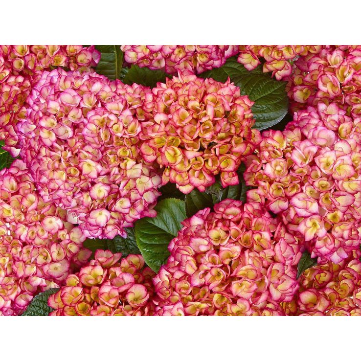 Hydrangea Swinging Sixties - Striking Pink Flushed Flowers