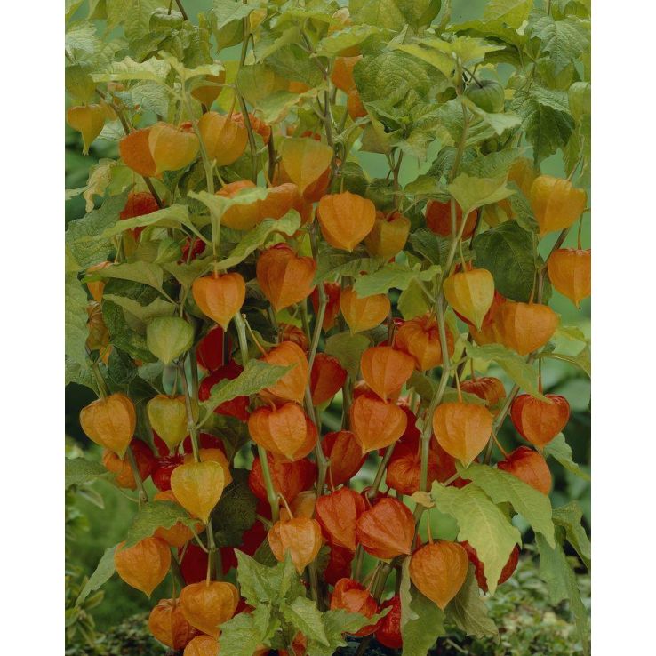 Physalis franchetii - Chinese Lantern Plant