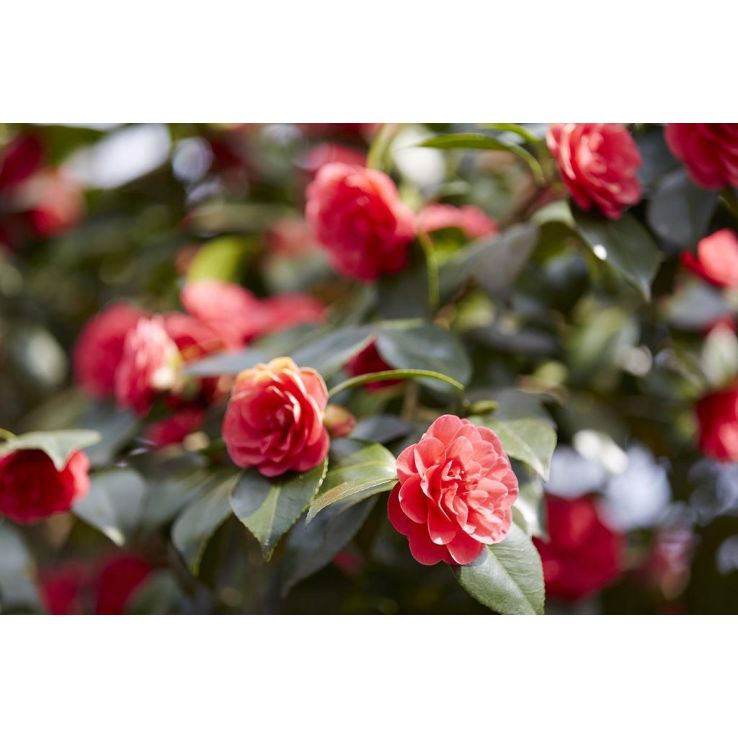 Camellia japonica Lady Campbell