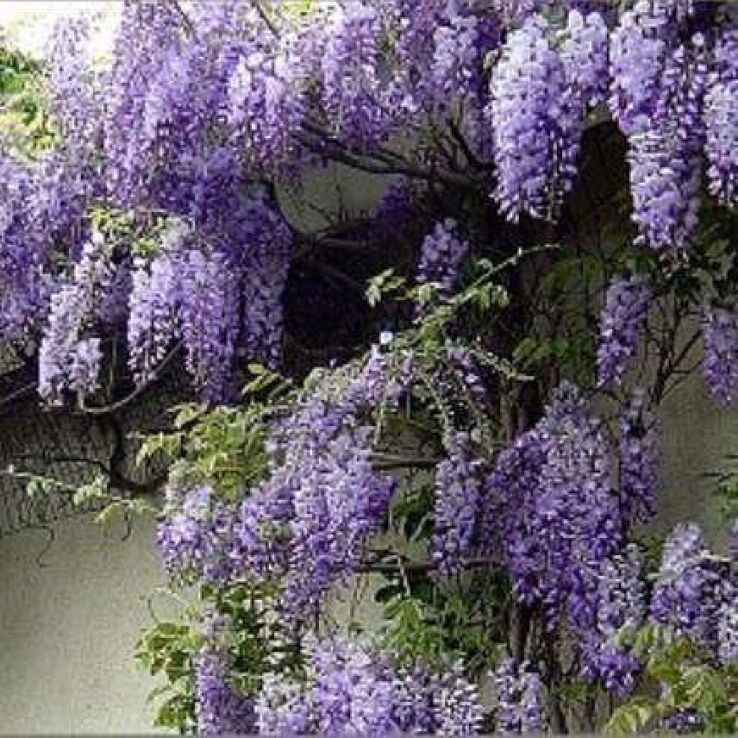 Wisteria sinensis Prolific - Blue - Large Specimen Plant 6-7ft