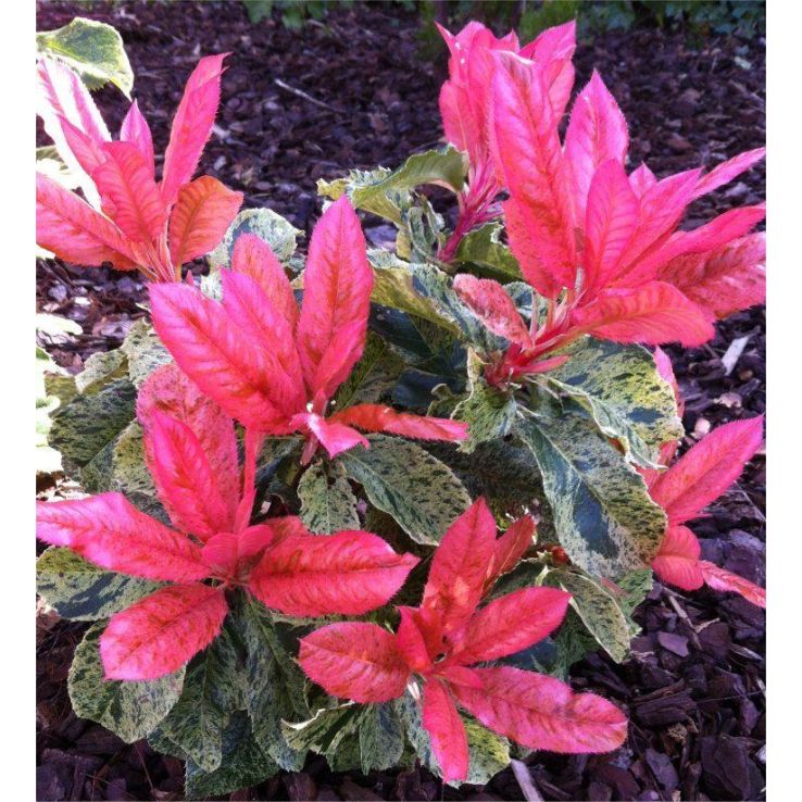 Photinia serratifolia Pink Crispy