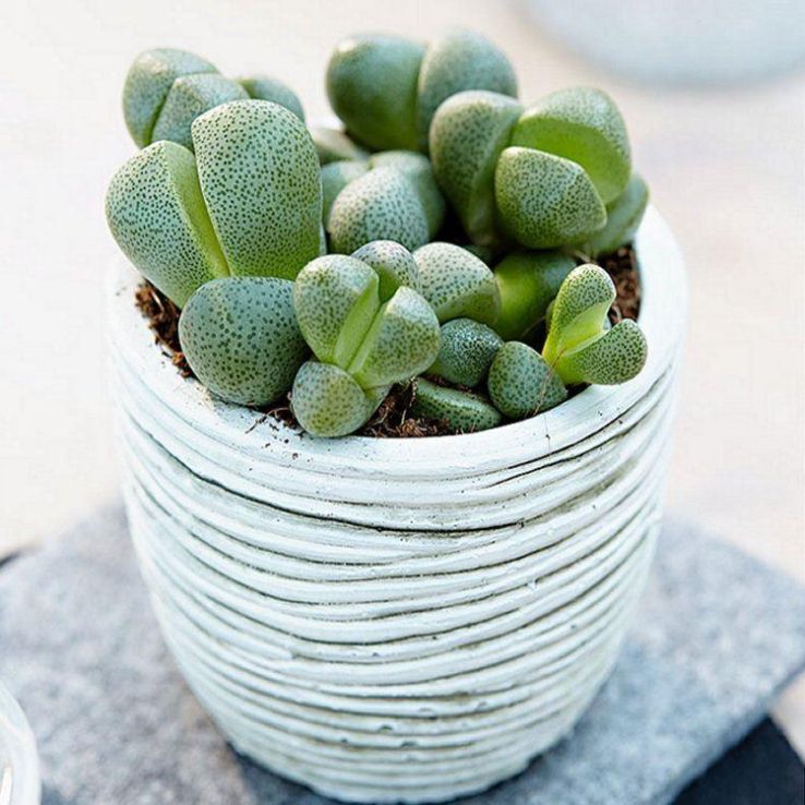 Genuine Living Stones - Lithops Pleiospilos nelli - Intriguing Succulent  Plant