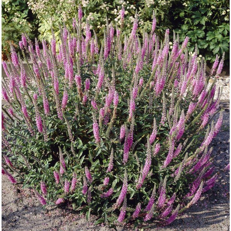 Veronica spicata Pink Damask - Speedwell