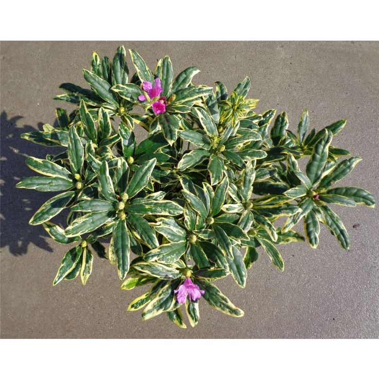 Rhododendron Golden Green Gift