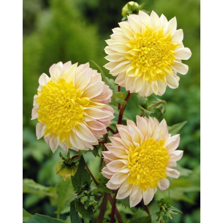 Dahlia Polka - Extra Special Variety main product photo