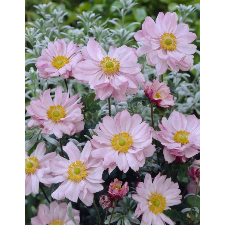 Anemone x hybrida 'Queen Charlotte' - Japanese Anemone
