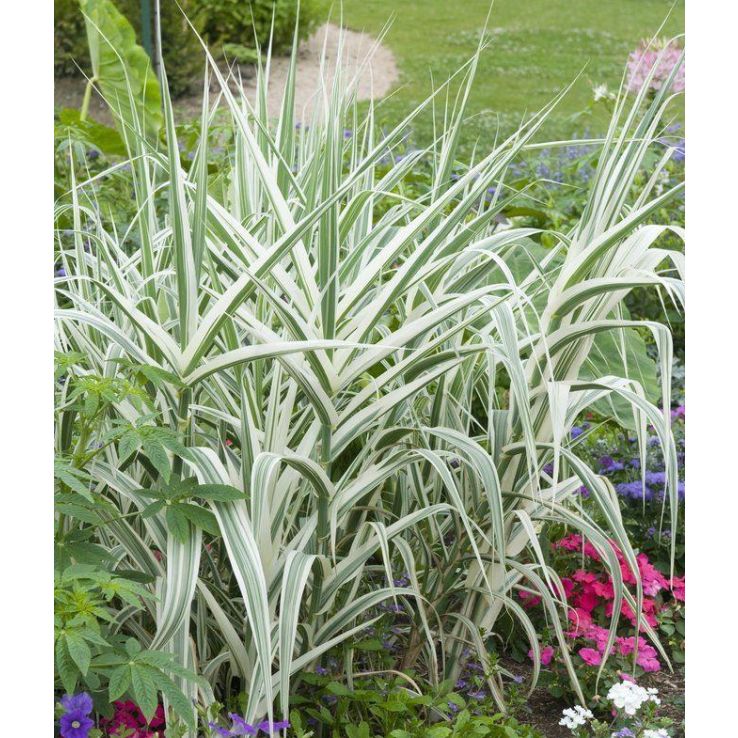 Arundo donax Variegata - Ornamental Grass