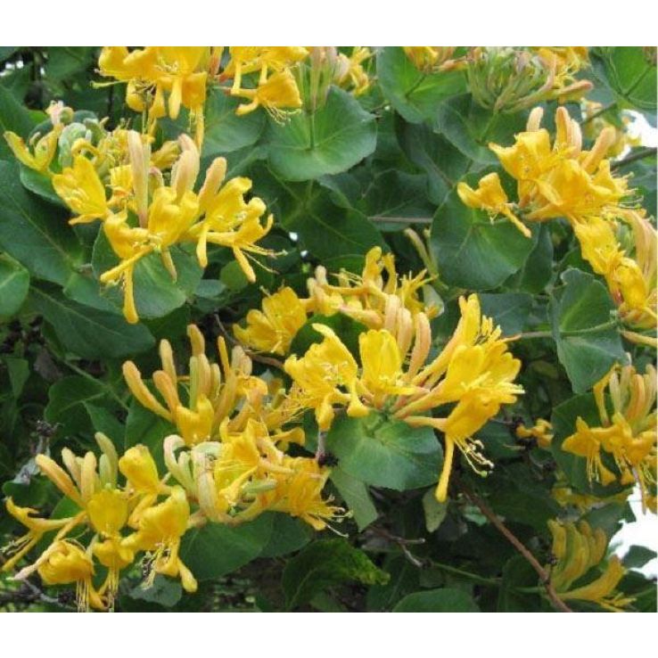 Lonicera x tellmanniana - Honeysuckle