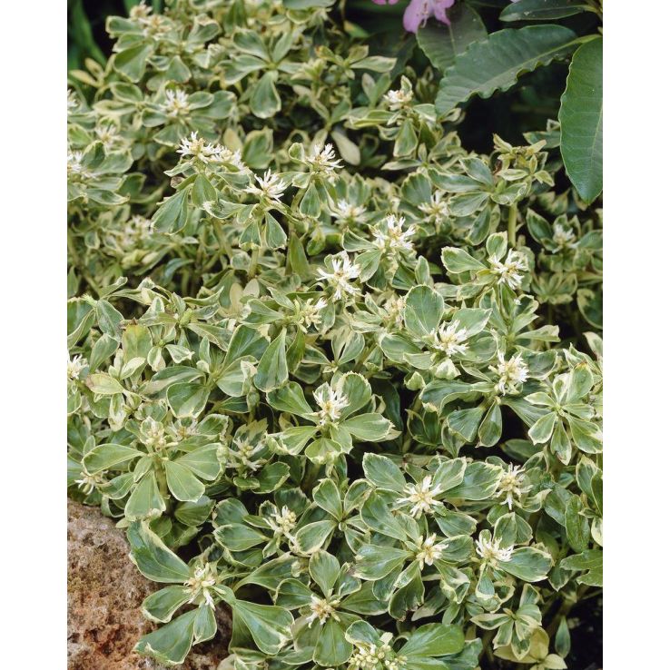 Pachysandra terminalis variegata - Variegated Japanese Spurge