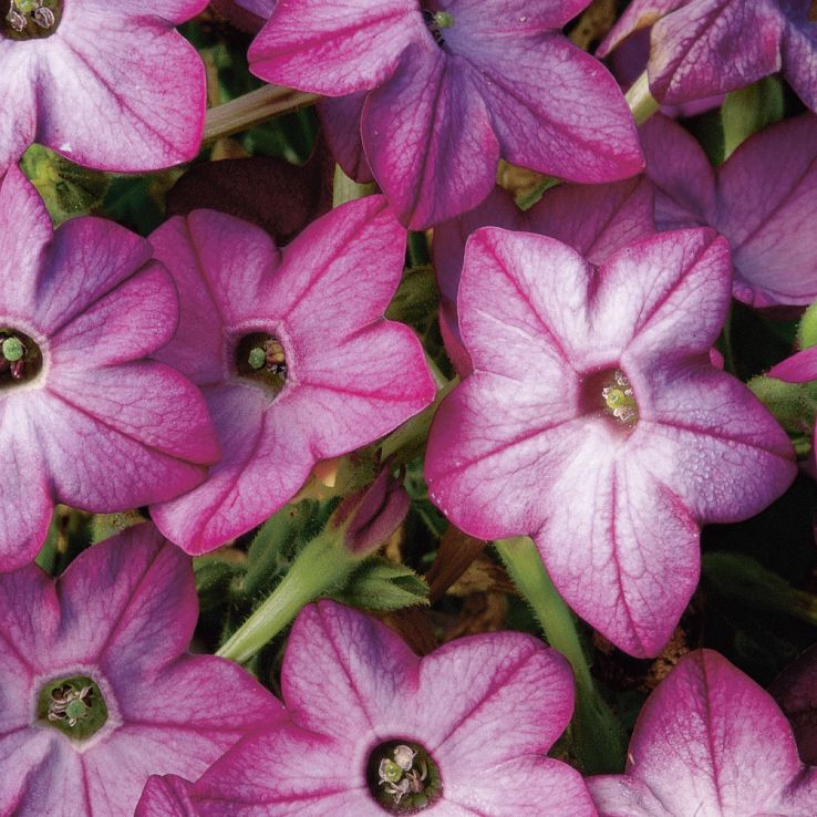 Nicotiana alata Saratoga Purple Bicolour main product photo