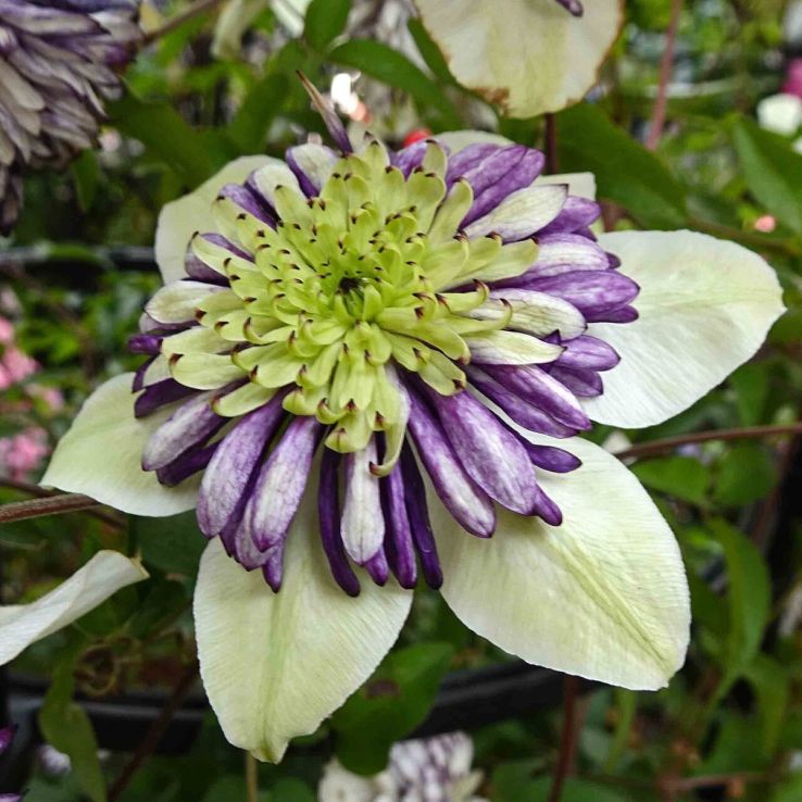 Clematis florida sieboldii - Bicolor sieboldiana Clematis main product photo