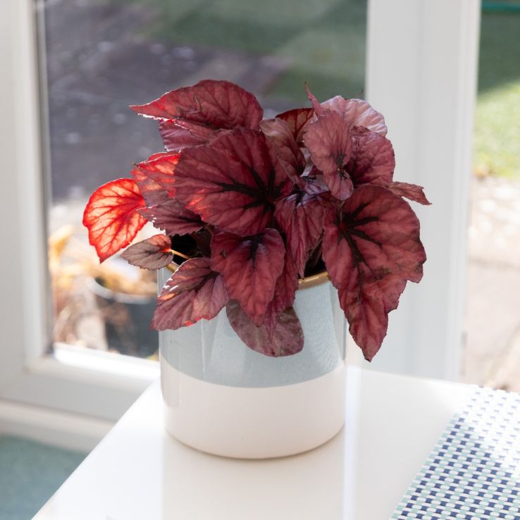 Begonia 'Indian Summer' main product photo