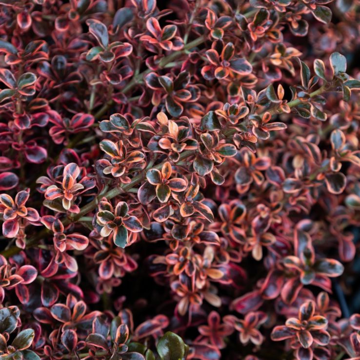 Coprosma 'Fireburst - Looking Glass Plant main product photo