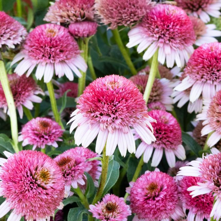 Echinacea Sombrero Double Pink main product photo