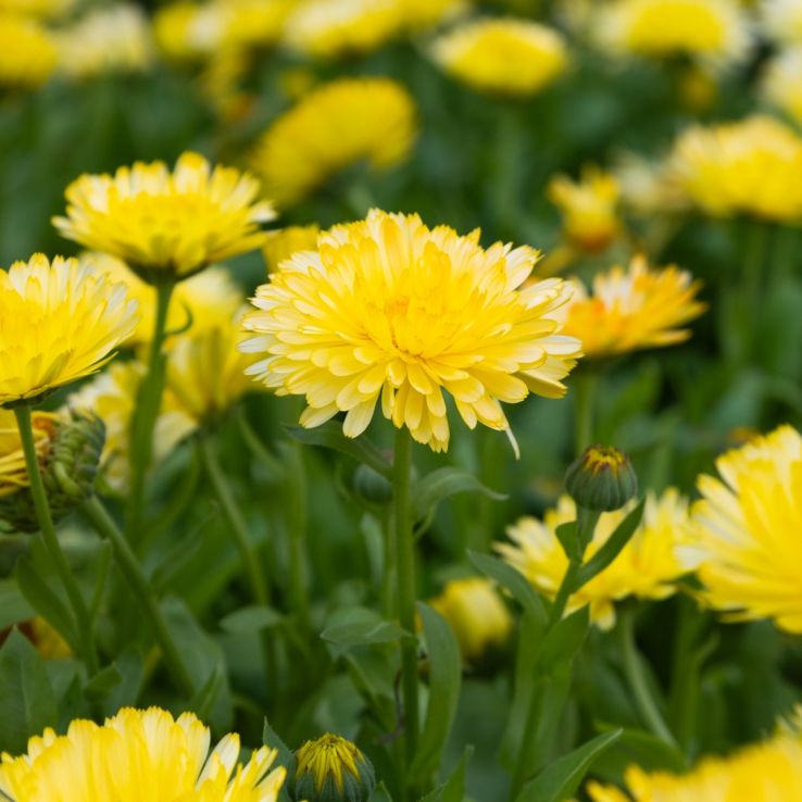 English Marigold - Calendula officinalis 'Double Lemon' - In Bud & Bloom main product photo