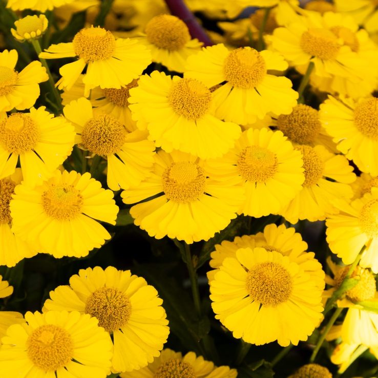 Helenium autumnale "Helena Gold" main product photo