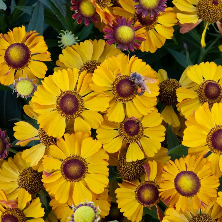 Helenium 'Okra Sundae' main product photo