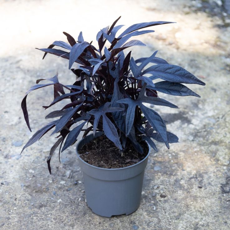 Ipomoea batatas 'Blackie' main product photo