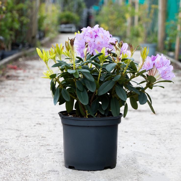 pantone rhododendron Rhododendron Dandy Man Color Wheel&reg; – Wayside Gardens main image 0