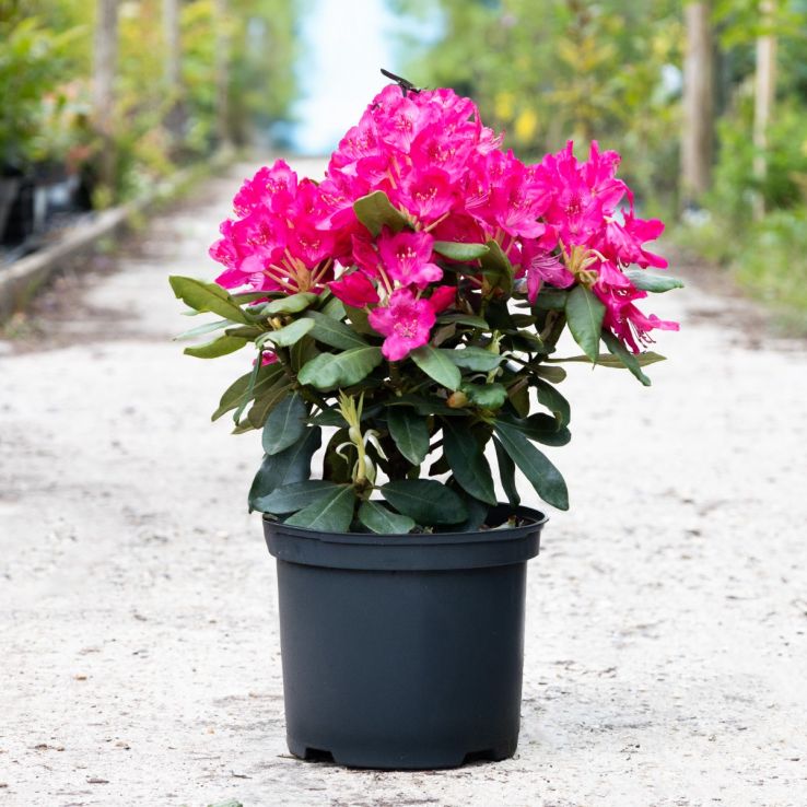 Rhododendron 'Nova Zembla' - Rhododendron Hybrid