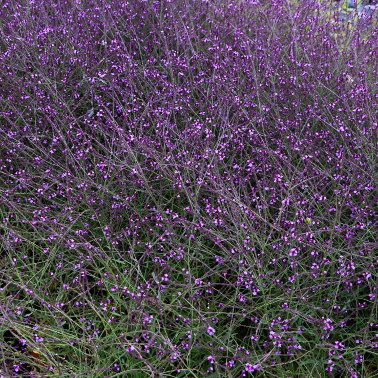 Verbena officinalis var. grandiflora 'Bampton' main product photo