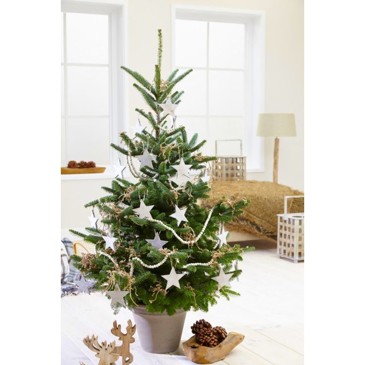 LARGE Potted Blue Cone Korean Fir - Abies Koreana - Fresh Christmas Tree circa 120-140cm tall main product photo