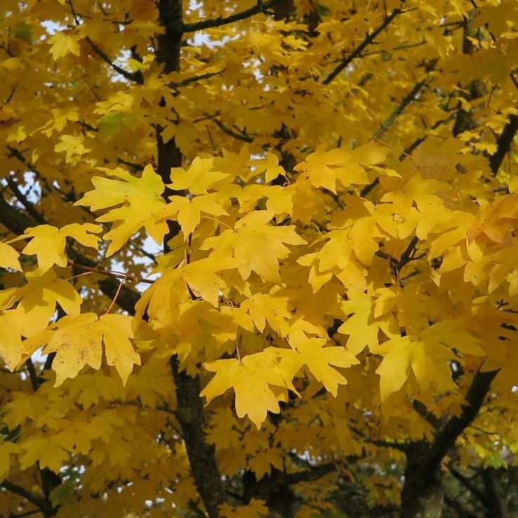 Acer Campestre - Field Maple main product photo