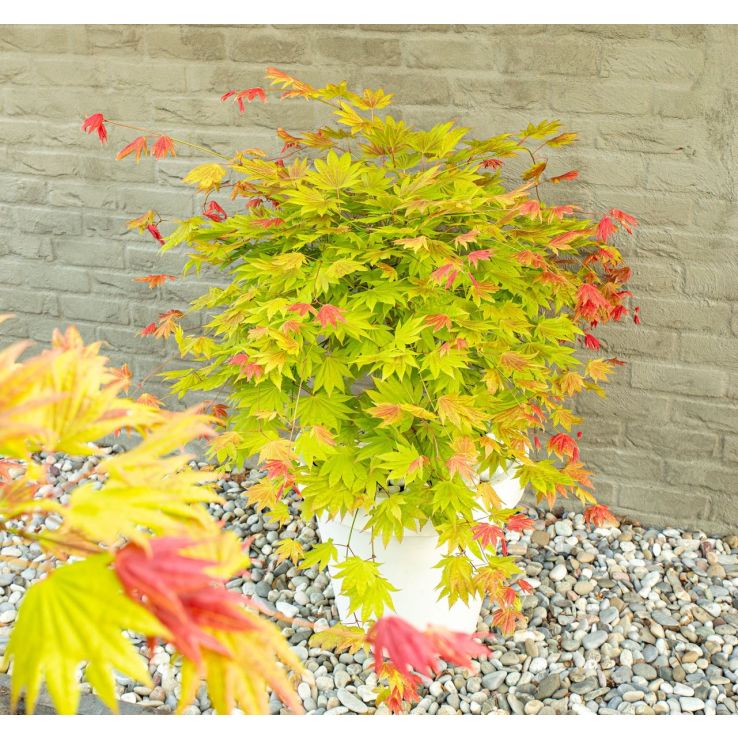 Acer shirasawanum 'Moonrise' - Japanese Maple circa 60cm tall main product photo