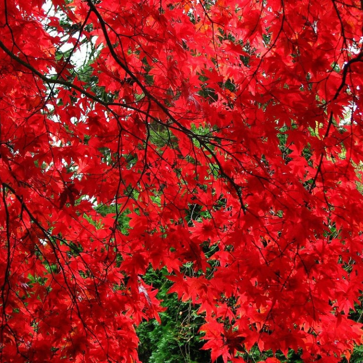 Acer palmatum atropurpureum Bloodgood - LARGE - Circa 120-150cm tall.