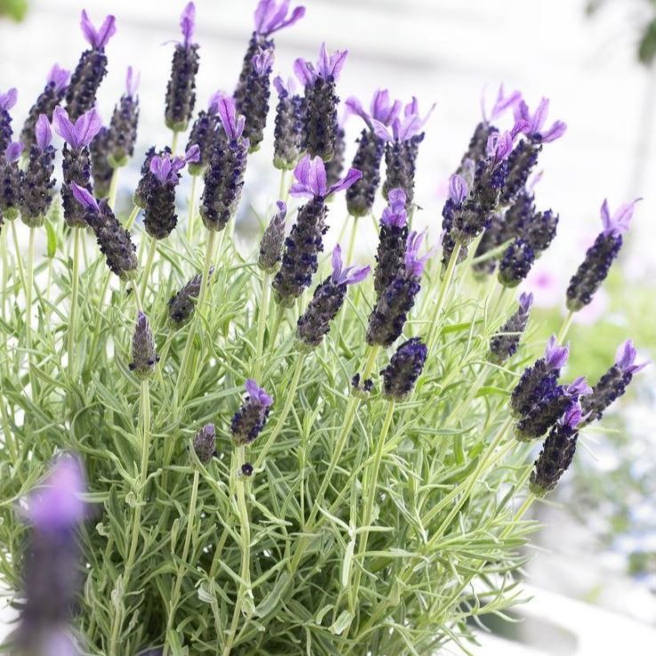 French Lavender in Bud & Bloom - Lavender stoechas Anouk - Midnight Purple Lavendula main product photo